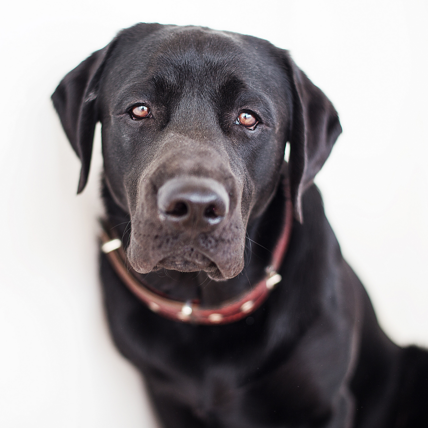 Collar para Perros Personalizados | Collar de Cuero Suave para Perros