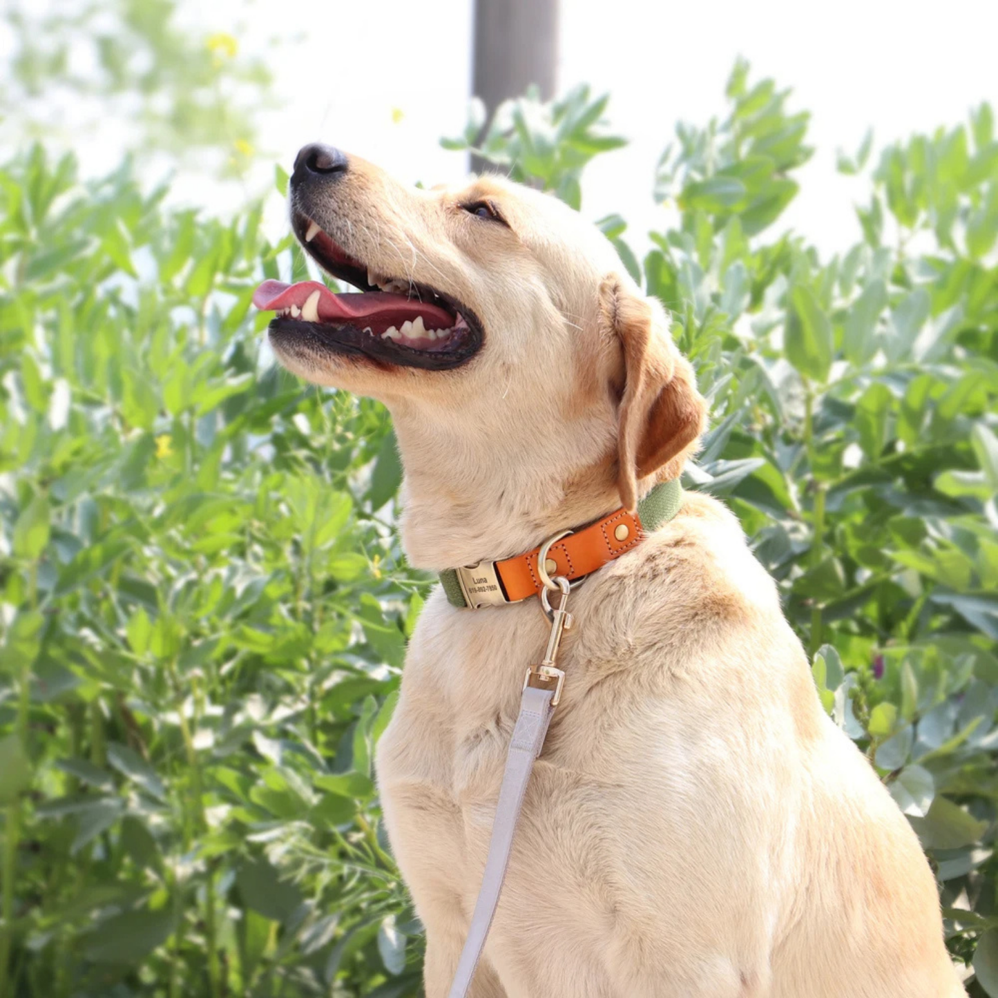 Collar Perro con Nombre y Teléfono | Cuero Autentico y Nylon