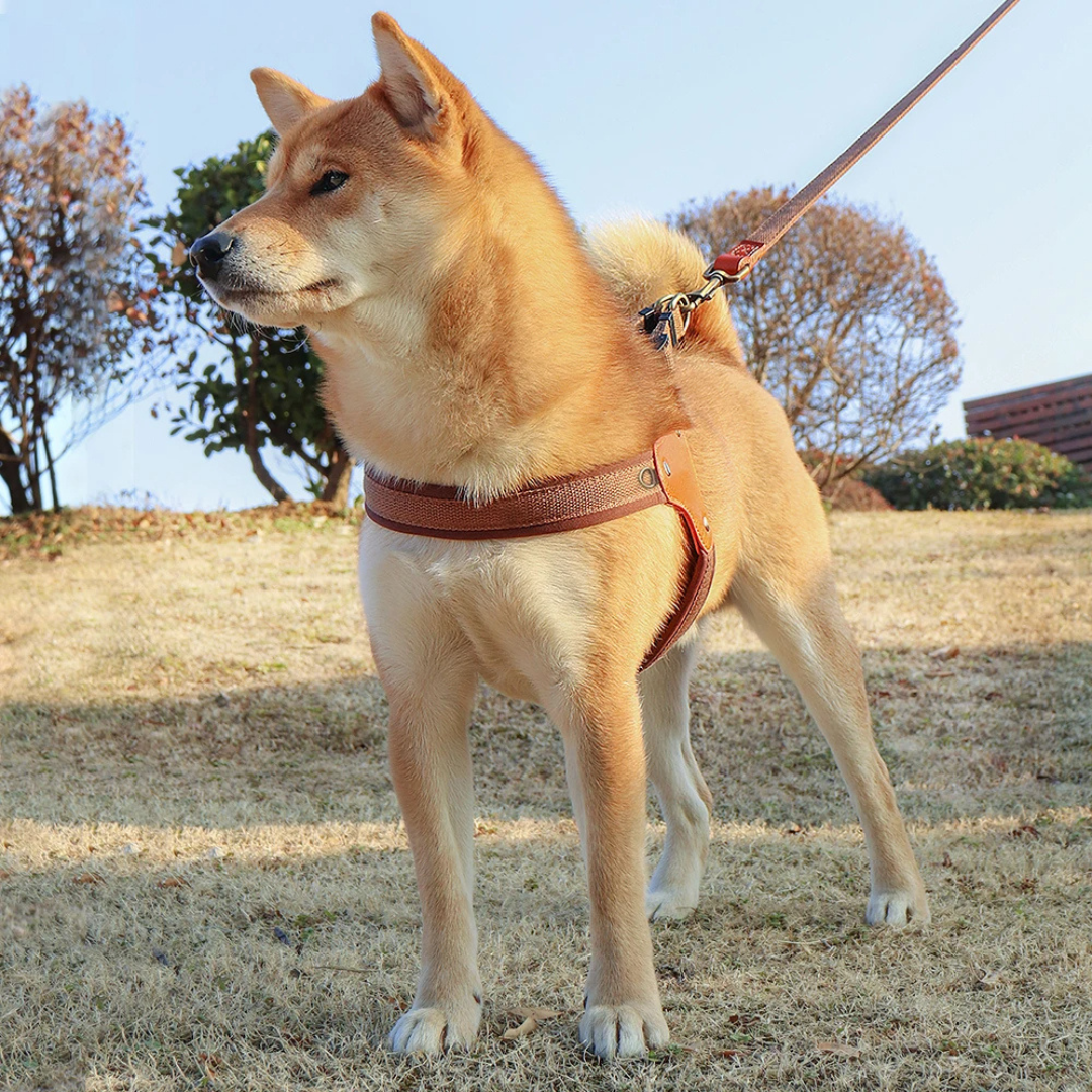 Arnes para Perros | Diseño Reflectante y Ajustable