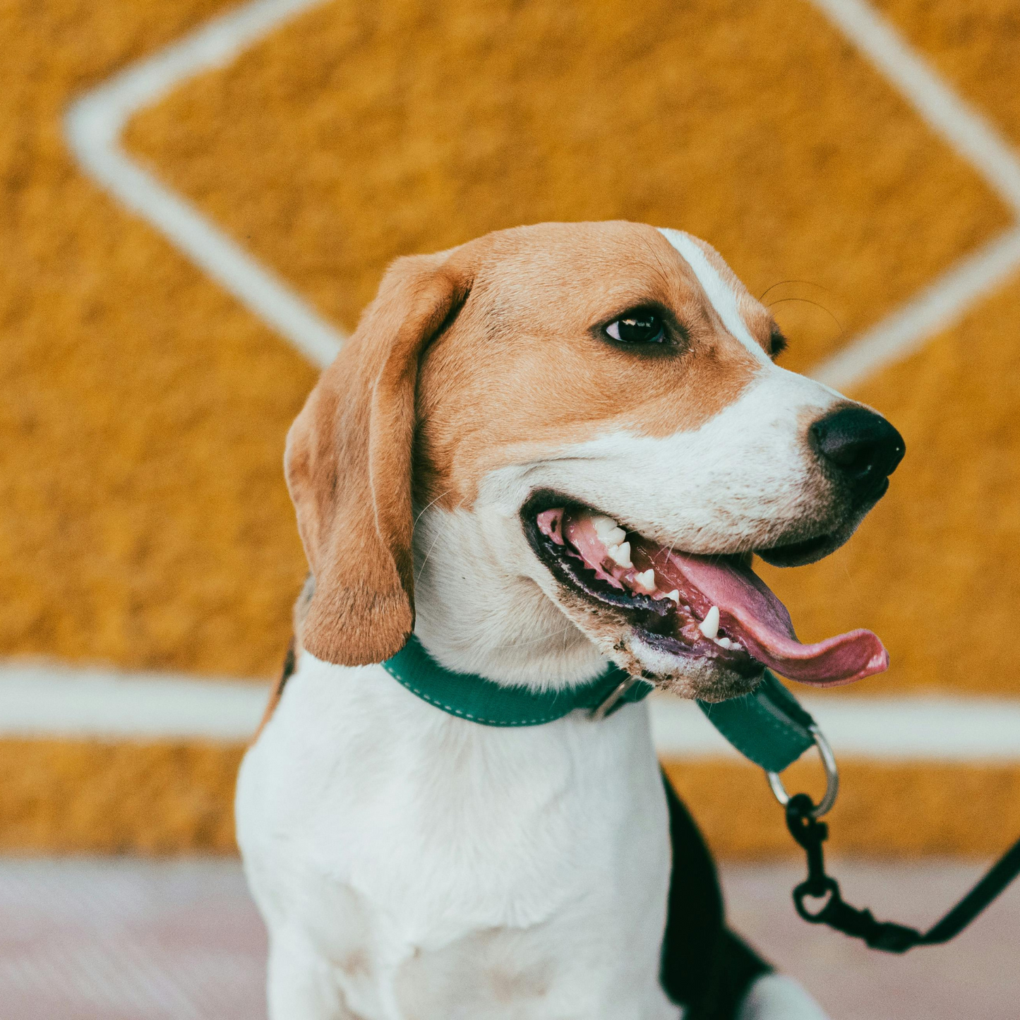 Personalized PU Leather Dog Collar