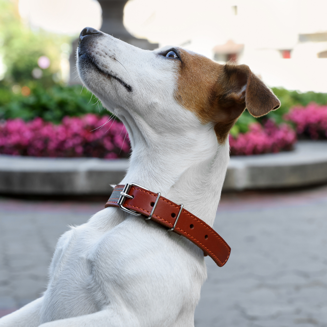 Collar de Perro Personalizado | Collar de Cuero para Perro 